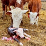 Krava se prerano otelila: zašto i šta učiniti